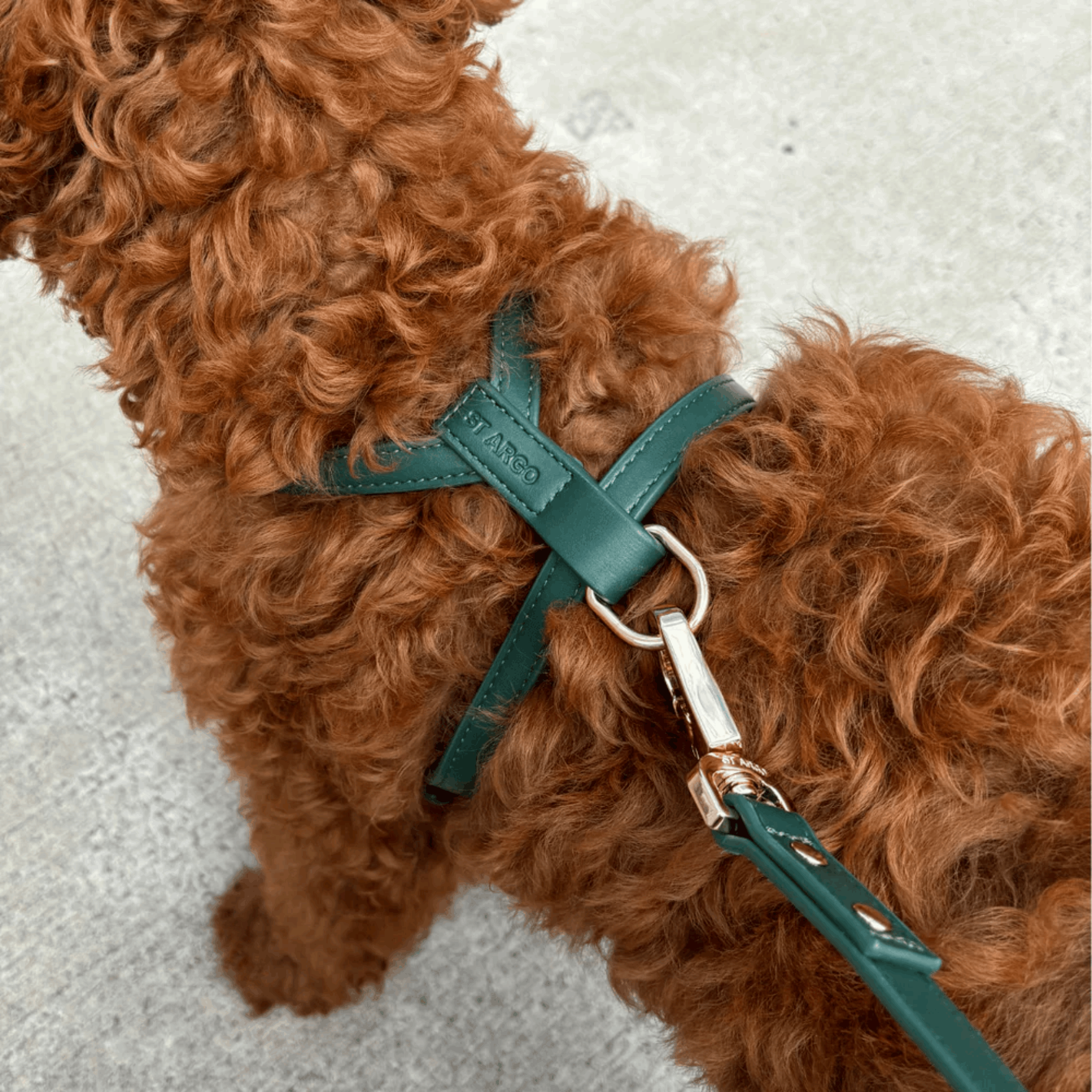 Top view of a dog wearing green vegan leather harness with gold hardware, comfortable and stylish accessory from Lumi Pets Walk collection