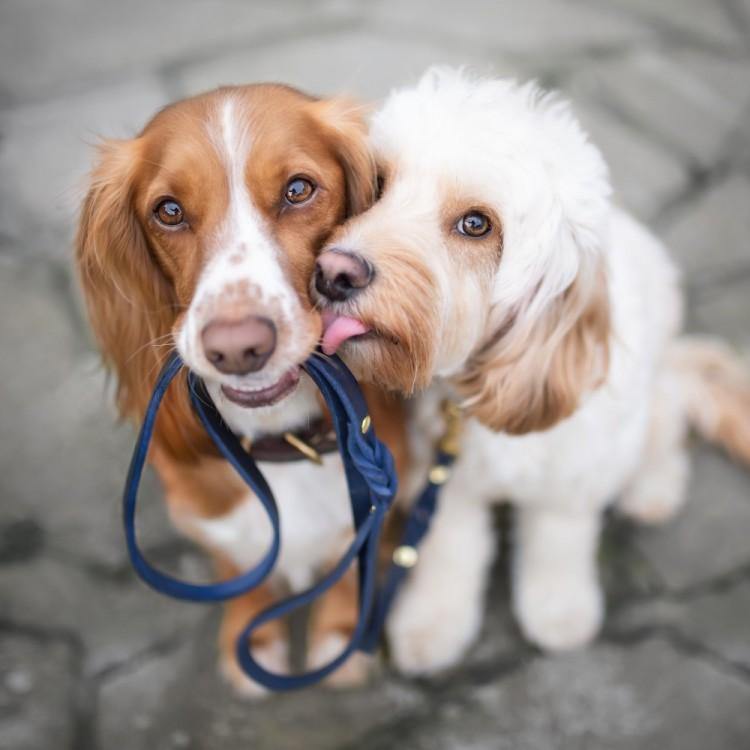 Dog using Molly & Stitch butter leather dog leash in blue with silver hardware, elegant handcrafted walking set.