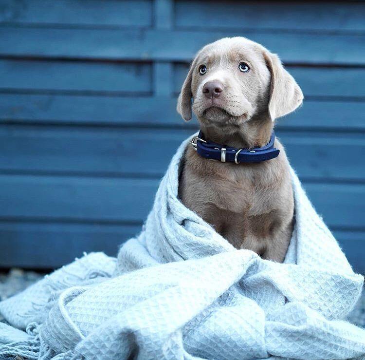 Dog wearing Molly & Stitch butter leather collar in blue, elegant and durable accessory from Lumi Pets Walk collection