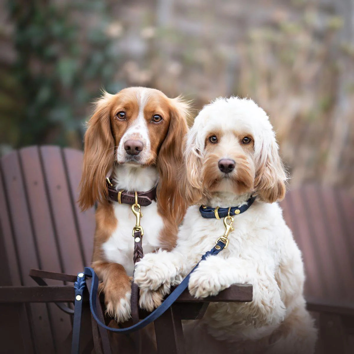 Dog wearing Matching Molly & Stitch butter leather dog collar and leash in blue with silver hardware, handcrafted for everyday walks