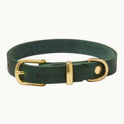 green Molly & Stitch butter leather dog collar with gold buckle and hardware, handcrafted minimalist design from Lumi Pets Walk collection
