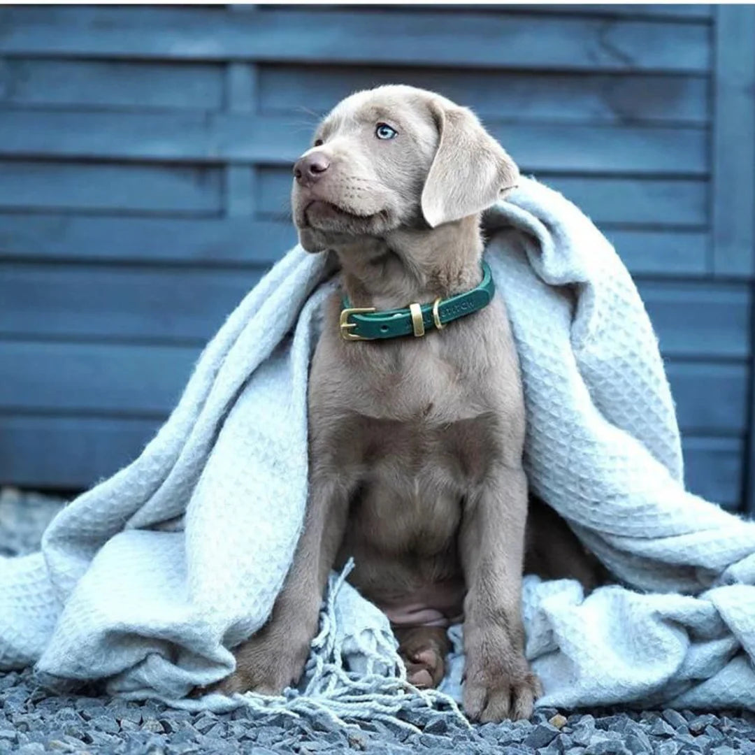 Dog wearing Molly & Stitch butter leather collar in greem, elegant and durable accessory from Lumi Pets Walk collection