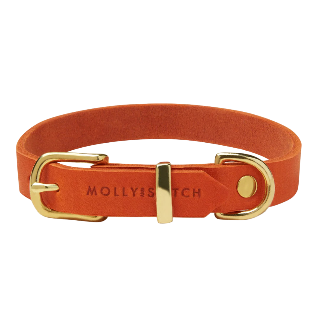 Bright orange Molly & Stitch butter leather dog collar with gold buckle and hardware, handcrafted minimalist design from Lumi Pets Walk collection