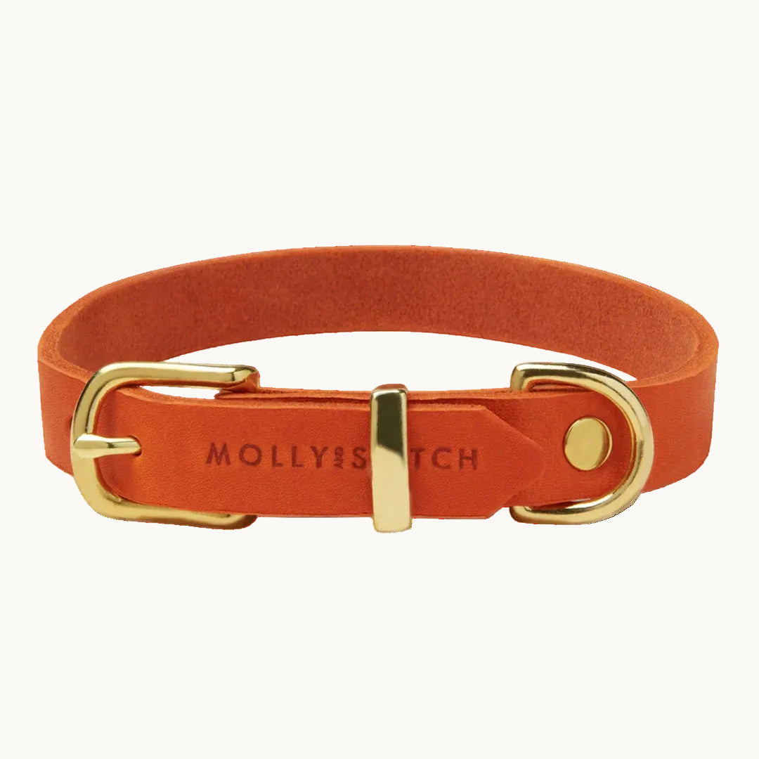 Bright orange Molly & Stitch butter leather dog collar with gold buckle and hardware, handcrafted minimalist design from Lumi Pets Walk collection