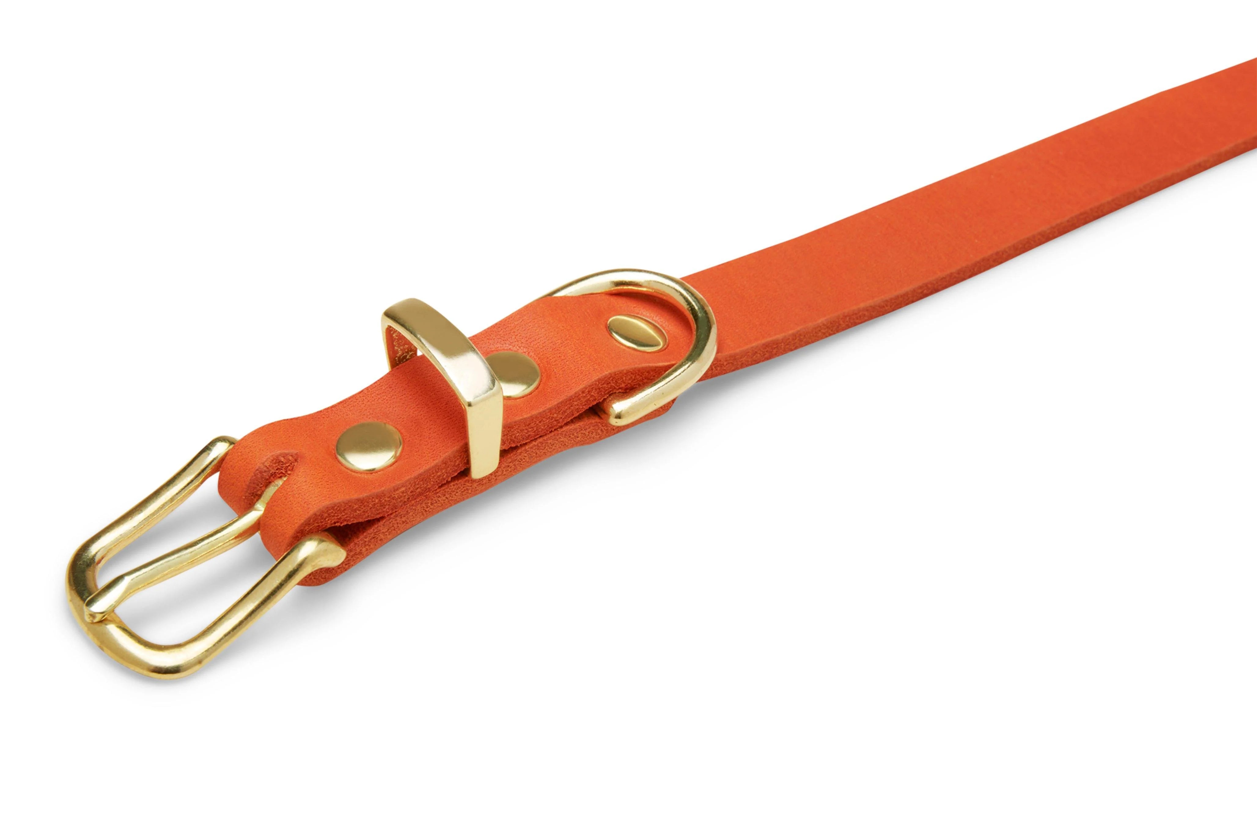 Close-up of Molly & Stitch orange butter leather collar, showing premium stitching and gold hardware.