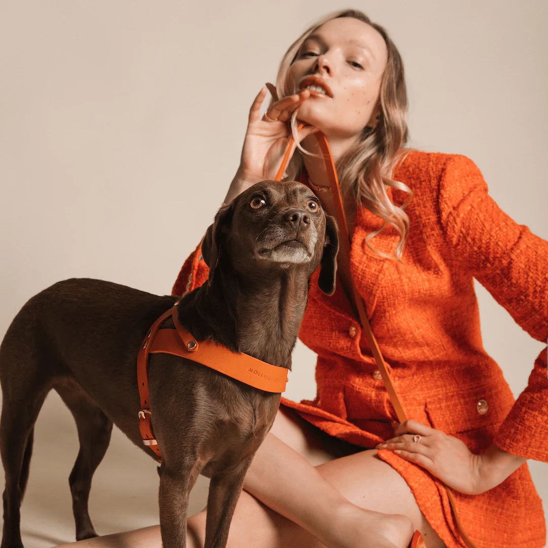Matching Molly & Stitch butter leather dog collar and leash set in orange with gold hardware, elegant handcrafted walking set