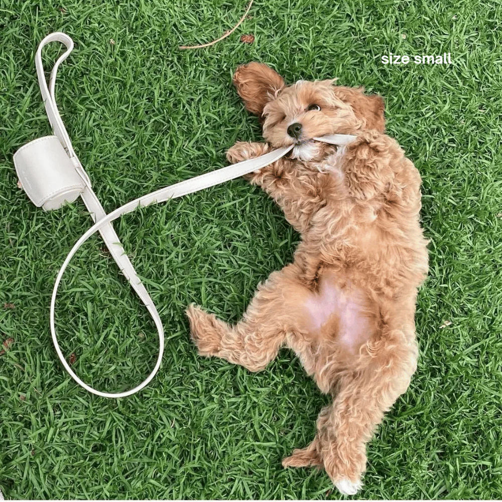 Dog playing with a white dog toy on grass