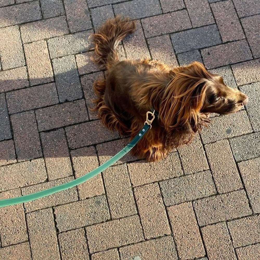 Dog walking with green vegan leather leash and gold clasp, stylish everyday accessory from Lumi Pets Walk collection.