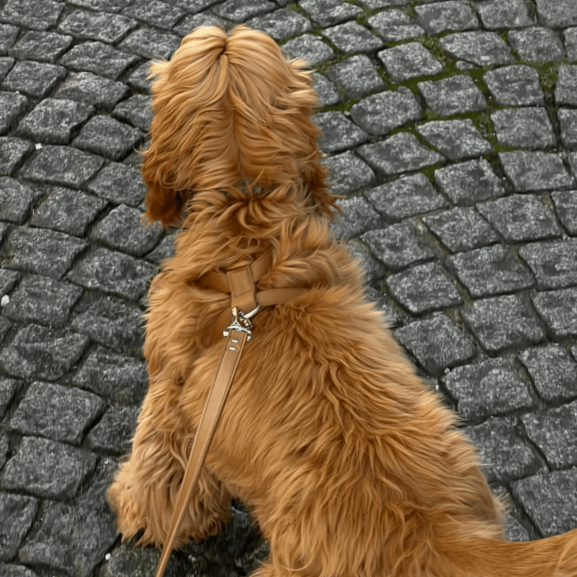 Top view of Dog wearing brown vegan leather harness with silver hardware.
