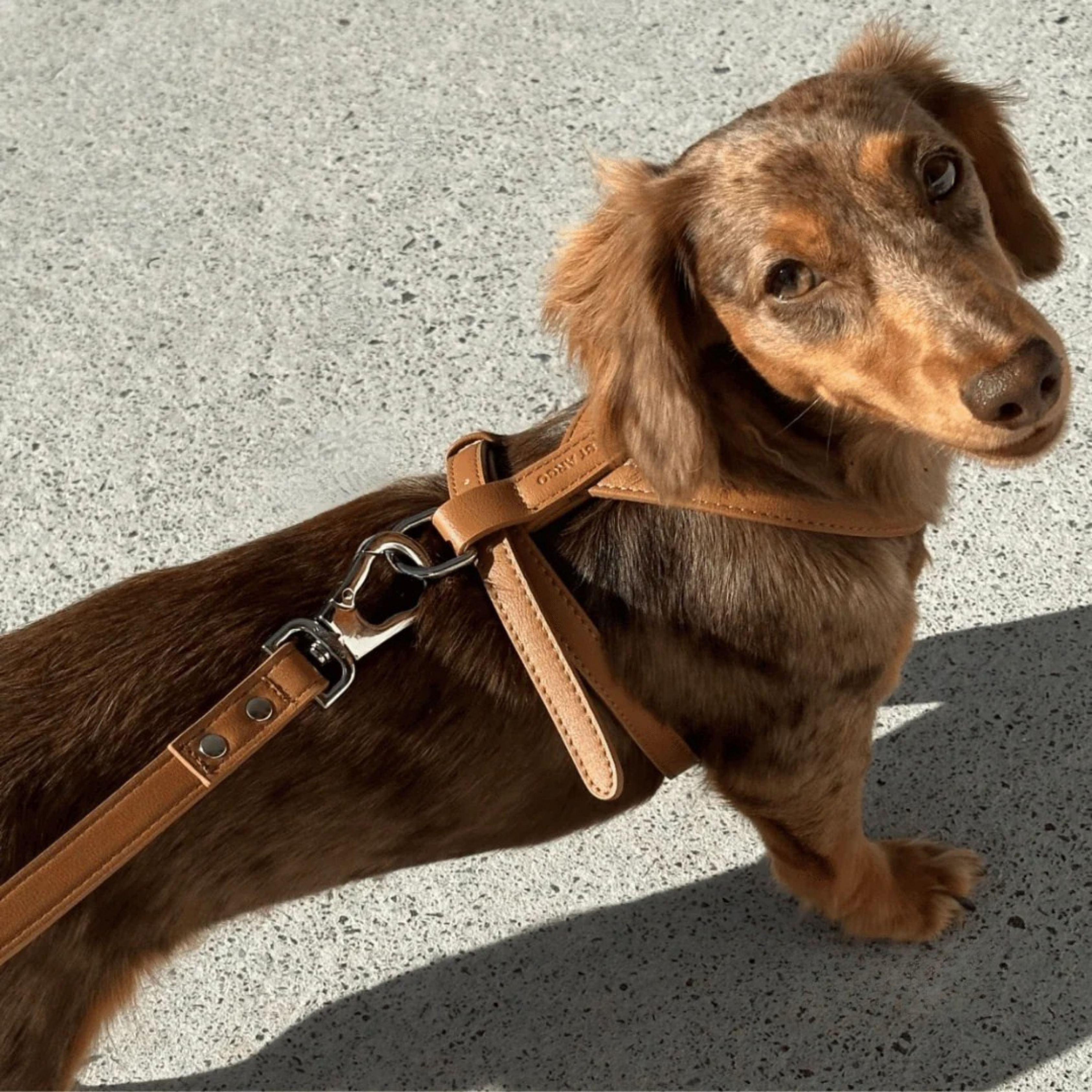 Vegan Leather Harness Walk Set