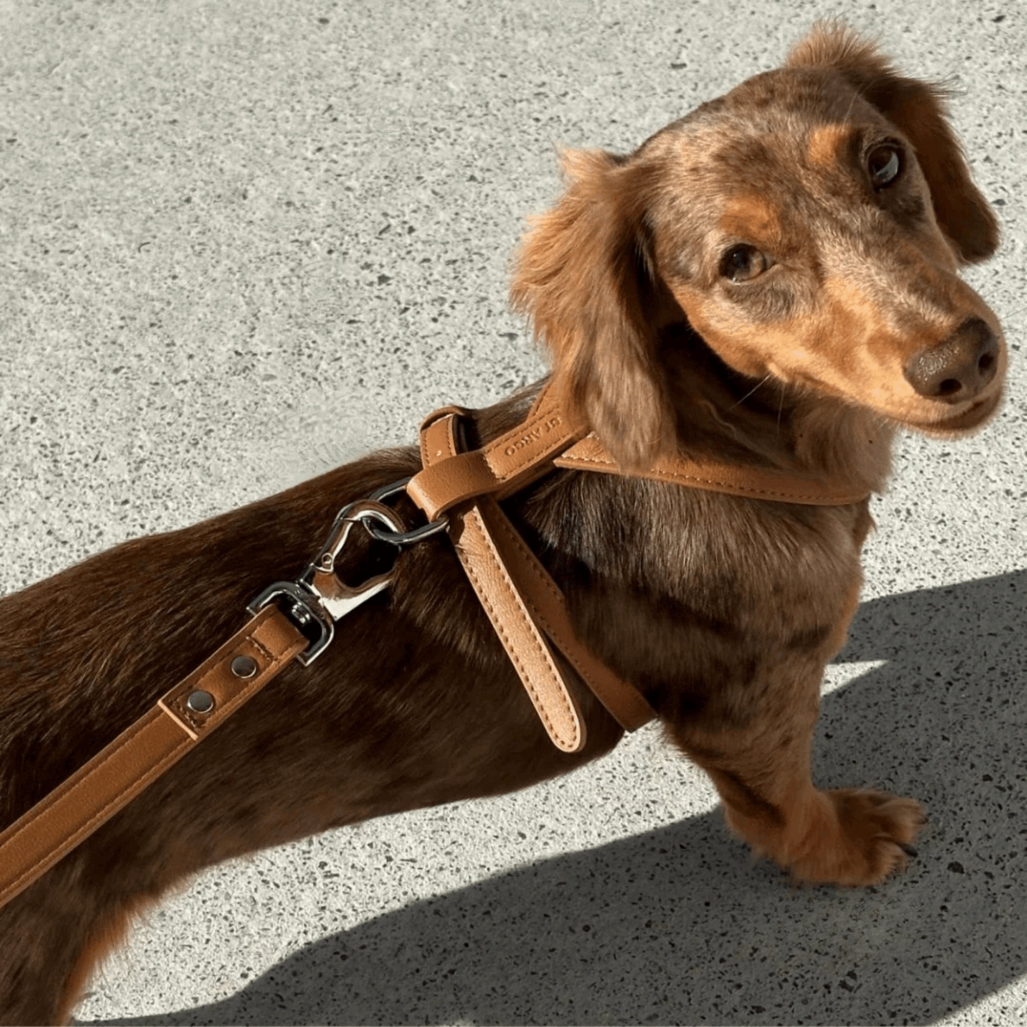 Dog wearing brown vegan leather harness with silver hardware, comfortable and stylish accessory from Lumi Pets Walk collection