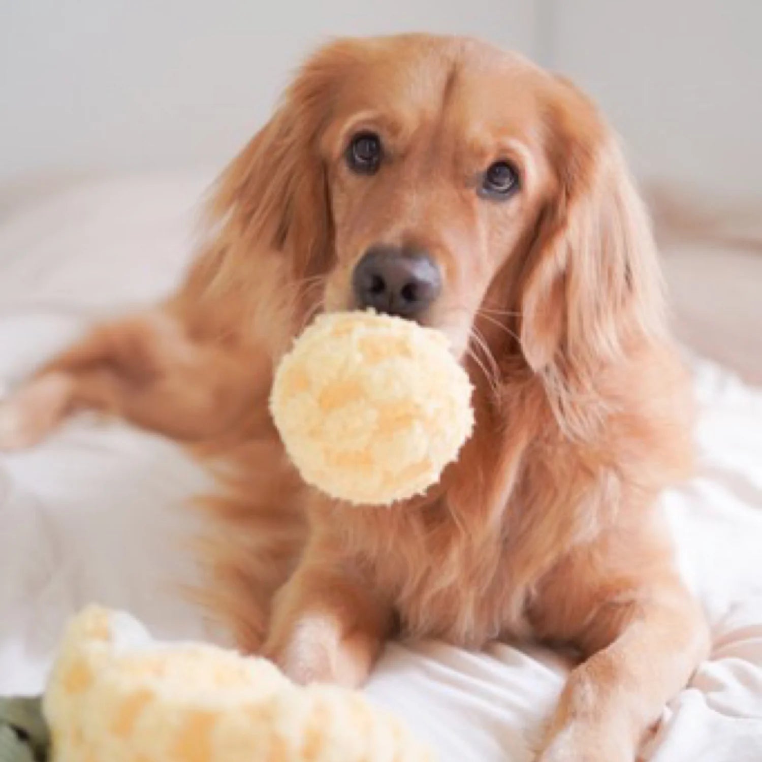 Dog playing with Lambwolf Collective Pineapple Pop plush toy, interactive hide-and-seek enrichment game