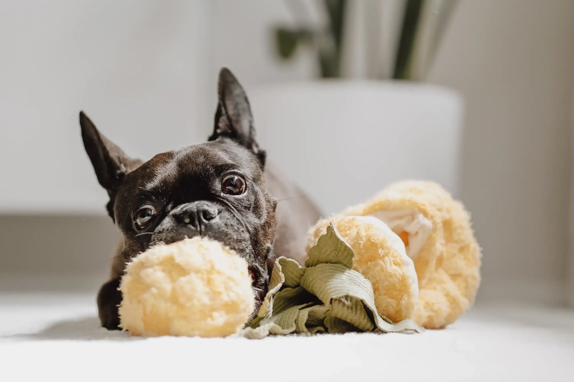 pup dog playing with Lambwolf Collective Pineapple Pop plush toy, interactive hide-and-seek enrichment game