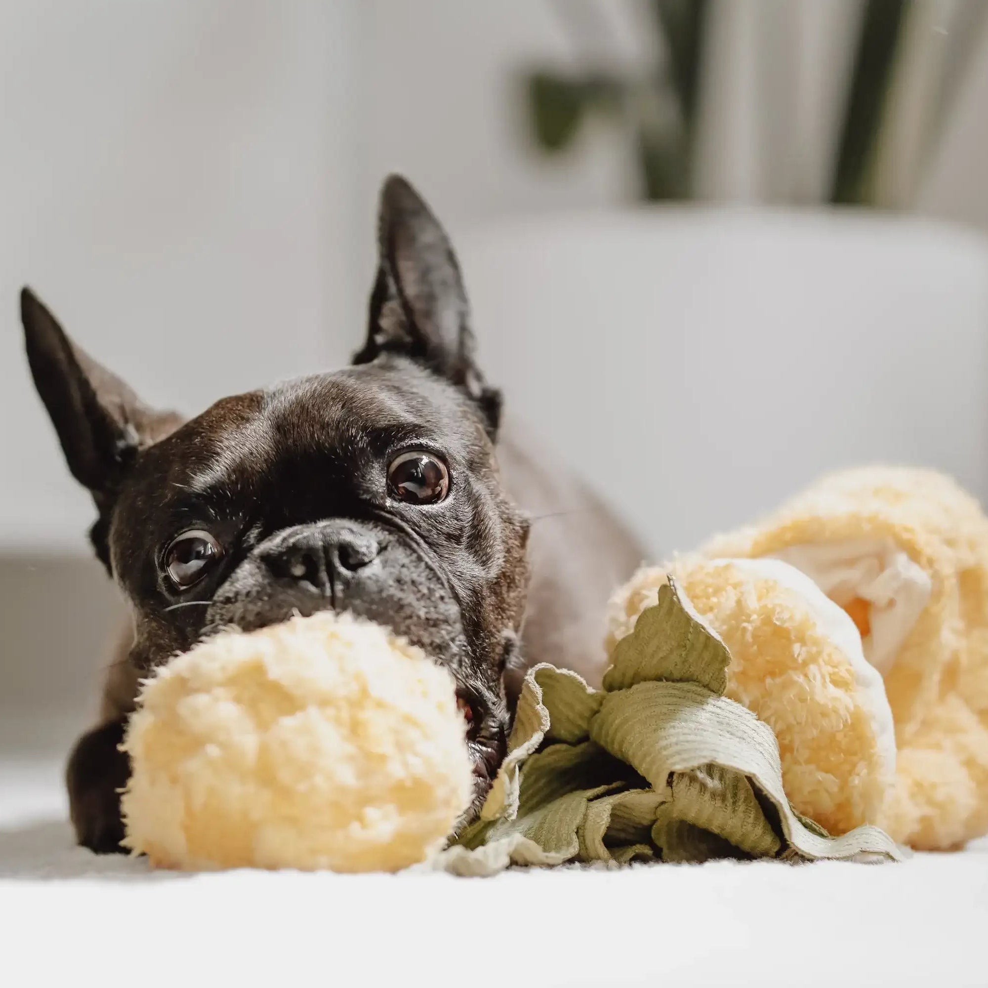 pup dog playing with Lambwolf Collective Pineapple Pop plush toy, interactive hide-and-seek enrichment game