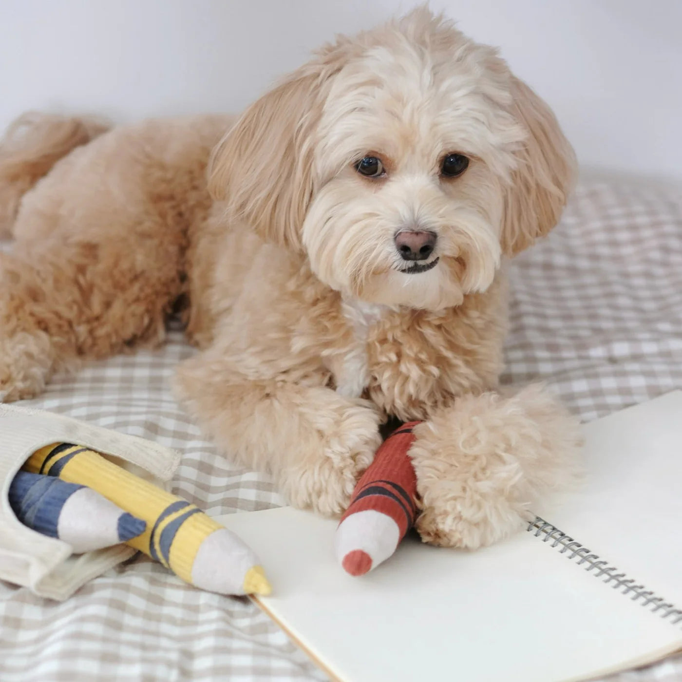 Dog playing with Lambwolf Collective Crayons plush toys, interactive hide-and-seek activity for fun engagement