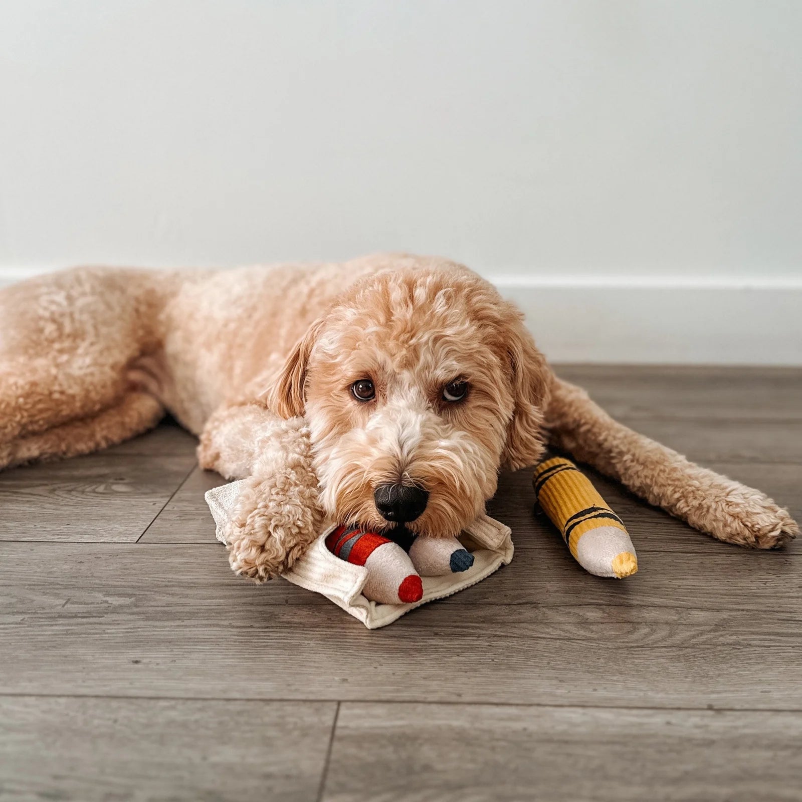 Dog playing with Lambwolf Collective Crayons plush toys, interactive hide-and-seek activity for fun engagement