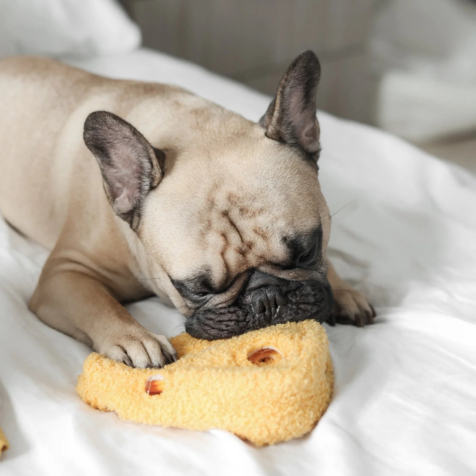 Dog playing with Lambwolf Collective Fromage plush cheese toy, interactive and whimsical play accessory