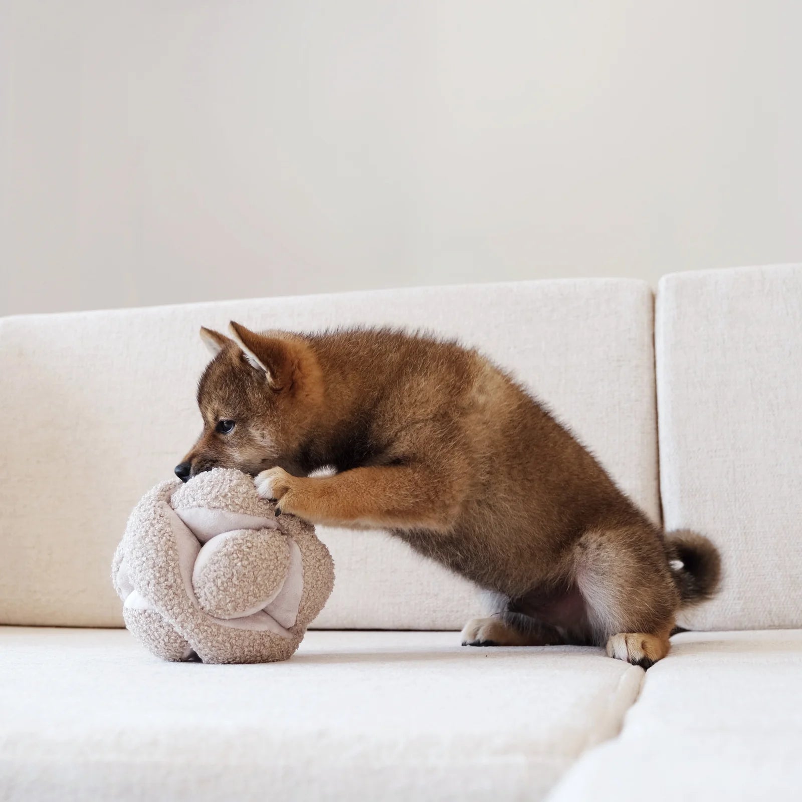 Dog playing with Lambwolf Collective Monti plush toy, soft knotted ball for tossing and hiding treats