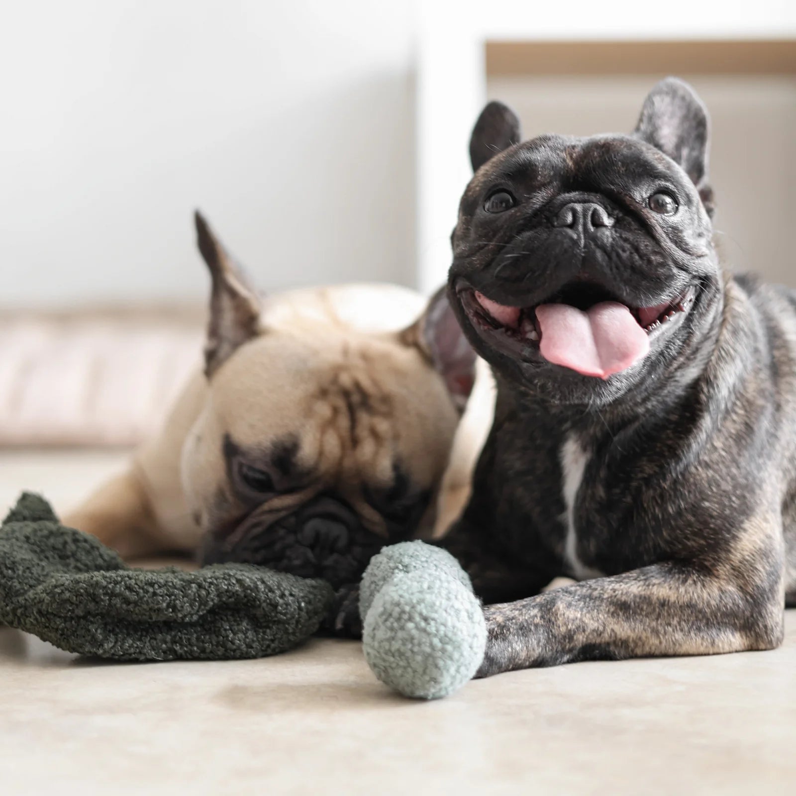 two pugs playing with Lambwolf Collective Pea Pop interactive plush toy, engaging hide-and-seek pea pod design.