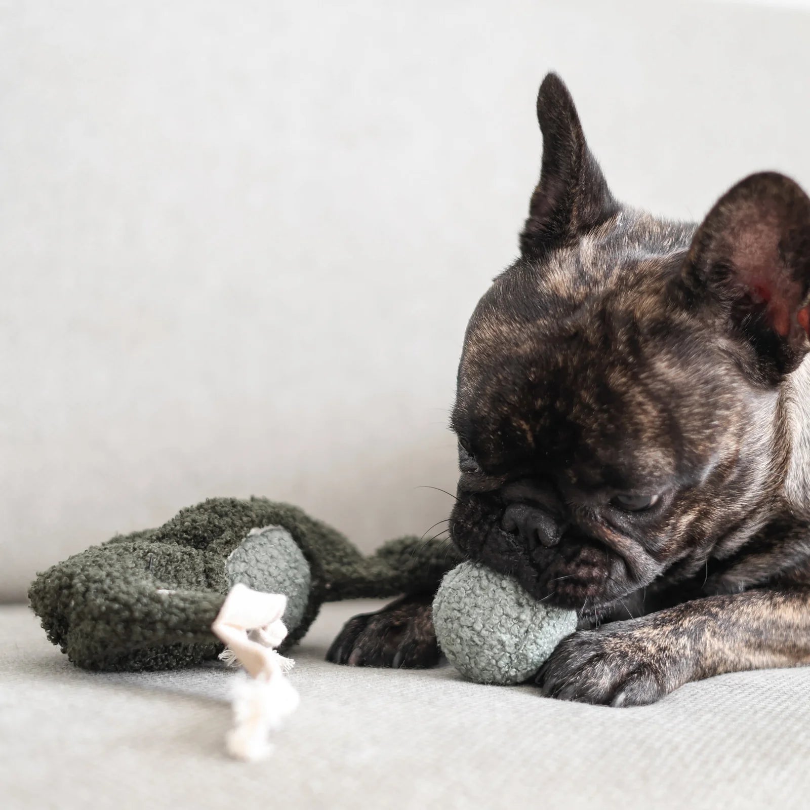 pug playing with Lambwolf Collective Pea Pop interactive plush toy, engaging hide-and-seek pea pod design.