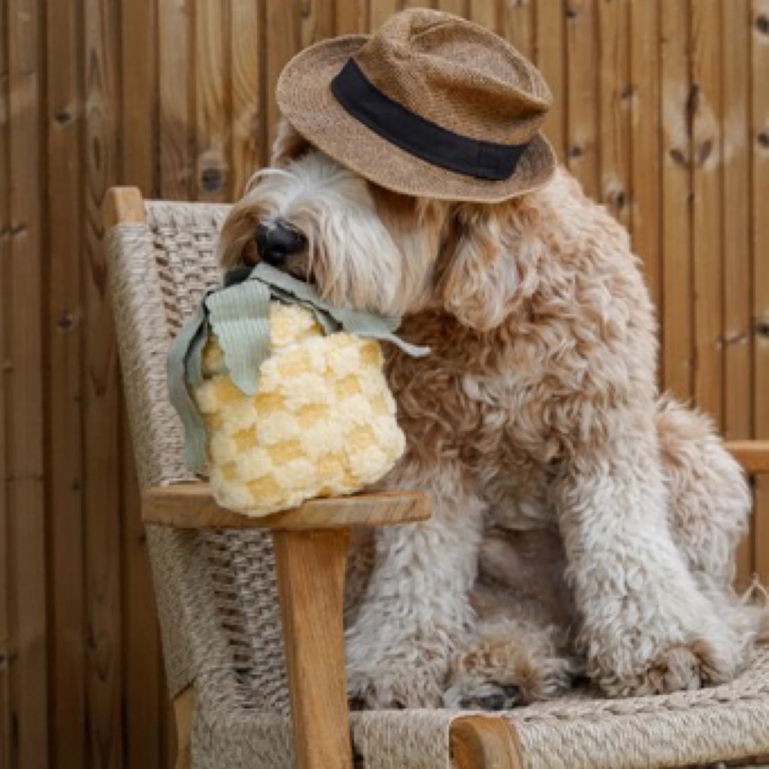 Dog playing with Lambwolf Collective Pineapple Pop plush toy, interactive hide-and-seek enrichment game