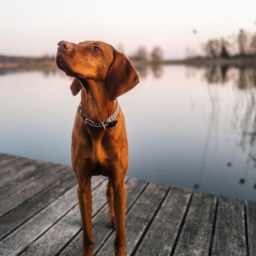 Dog standing on a wooden dock by a lake at sunset