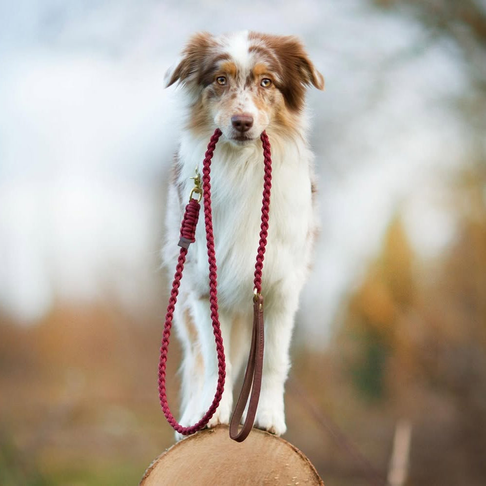 Dog standing on a log with a red leash in a natural setting