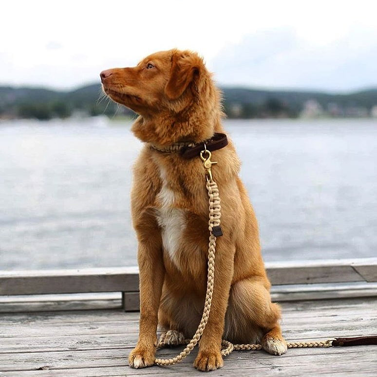 Brown dog sitting on a wooden dock by a body of water