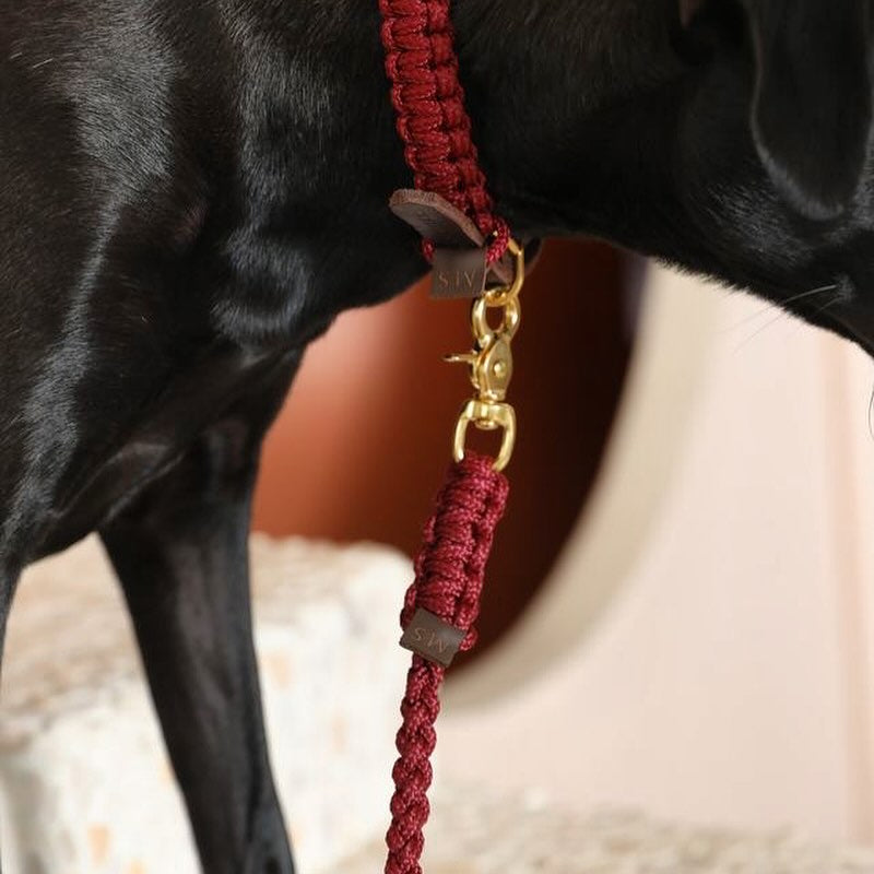 Black dog wearing a red leash with gold hardware on a blurred background