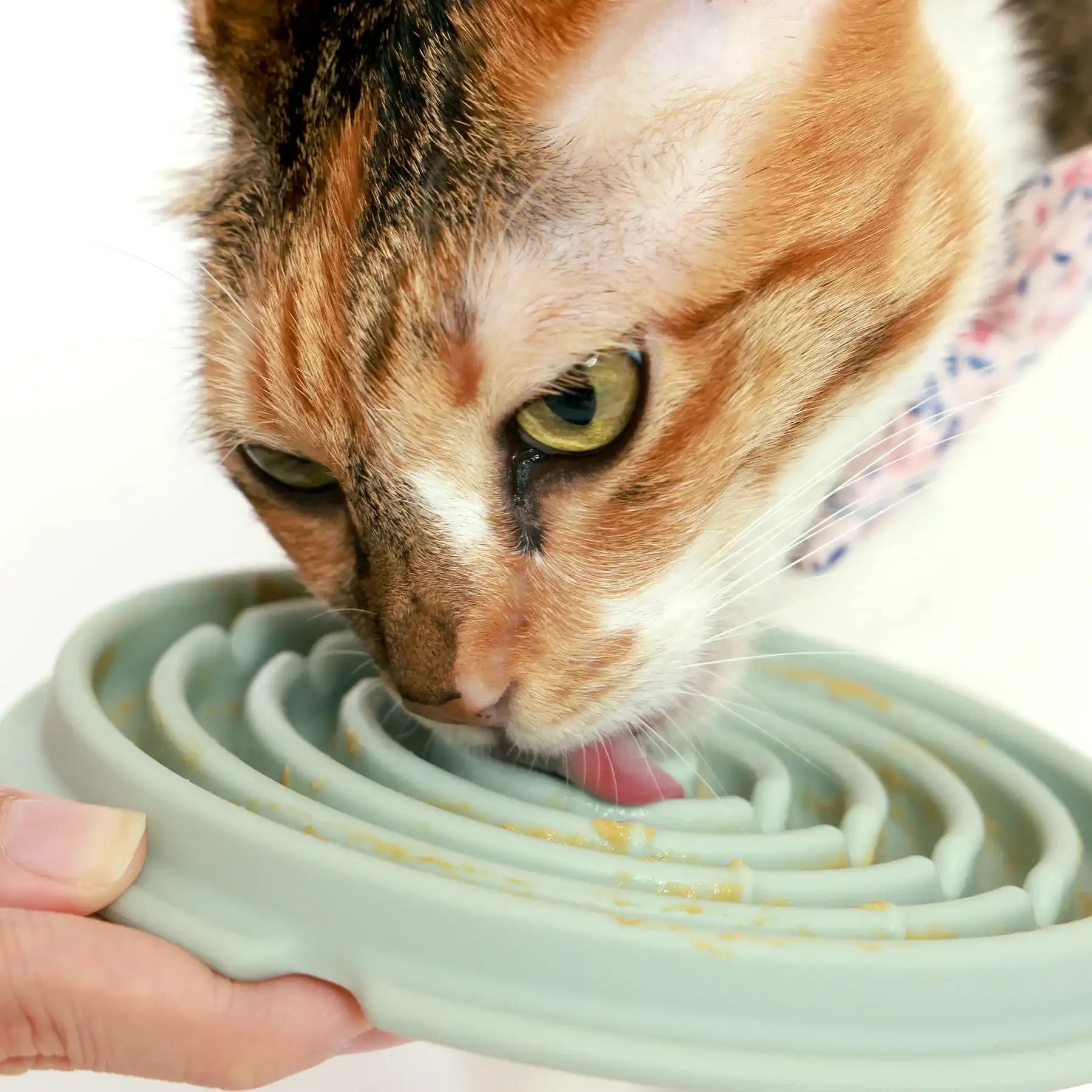 Dog lclose up shot of cat licking mat, spiral grooves promote slower eating and sensory engagement