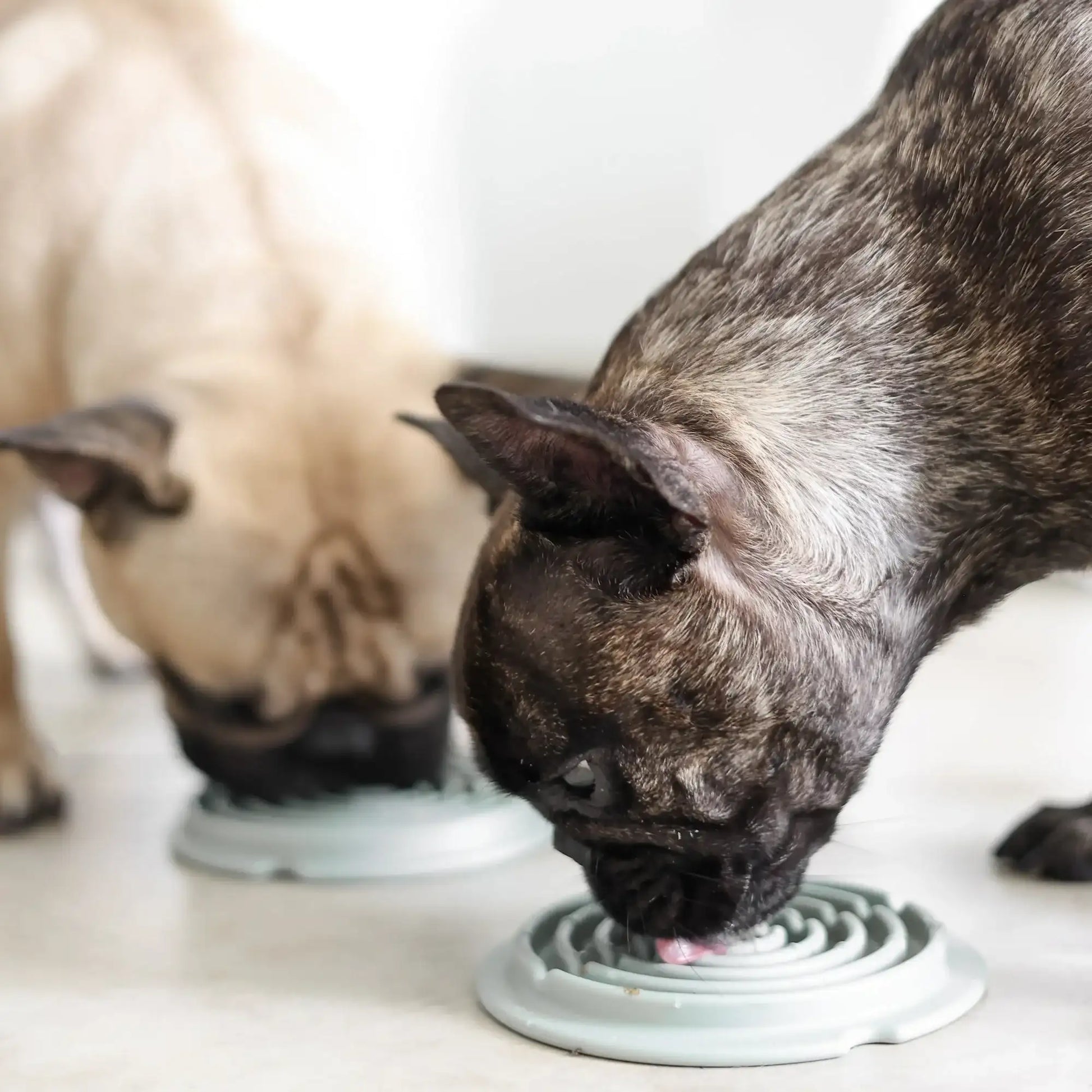 2 Dogs licking treats from Lunoji Twirl lick mat, spiral grooves promote slower eating and sensory engagement