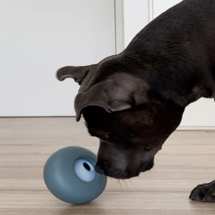 Dog playing with Lunoji Pebble interactive toy in blue, rolling it to release treats for rewarding mental stimulation