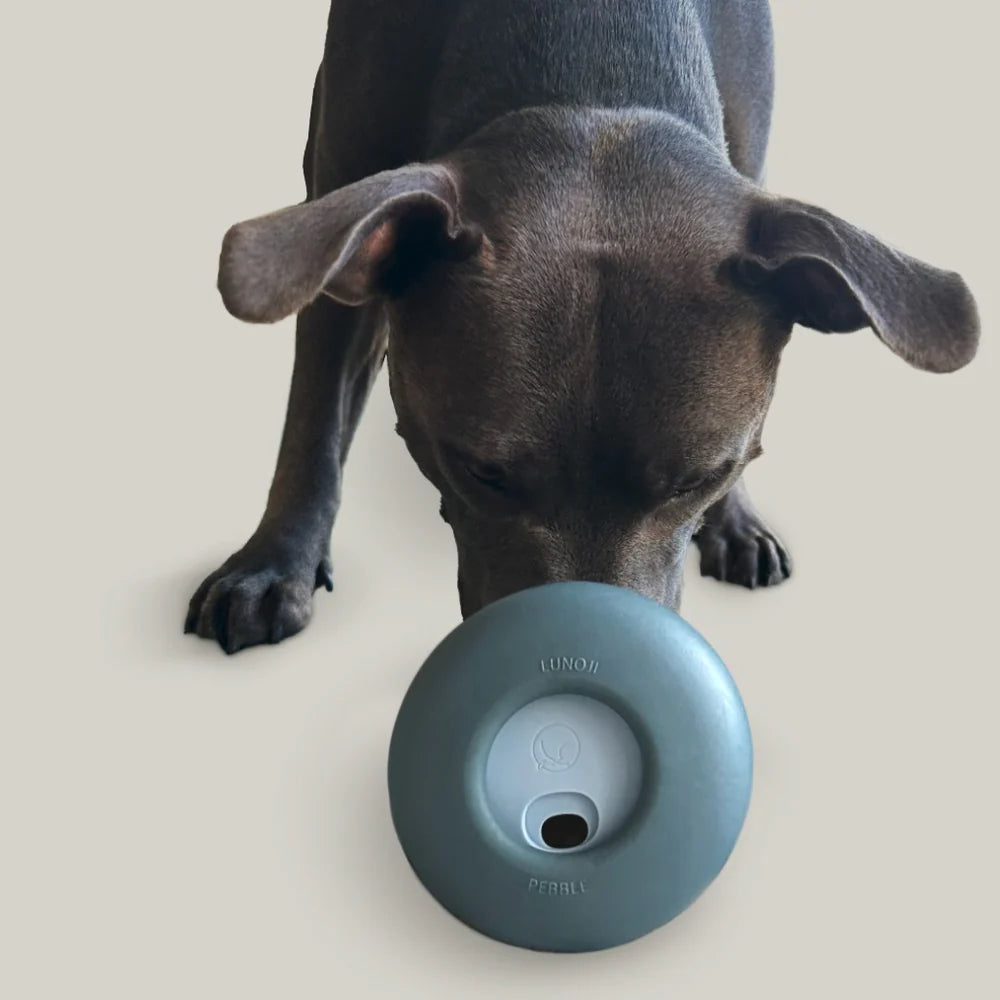 Dog playing with Lunoji Pebble interactive toy, rolling it to release treats for rewarding mental stimulation