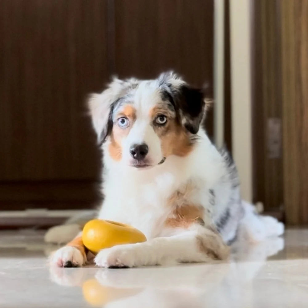 Dog posing with Lunoji Pebble interactive toy, designed to encourage natural foraging behavior
