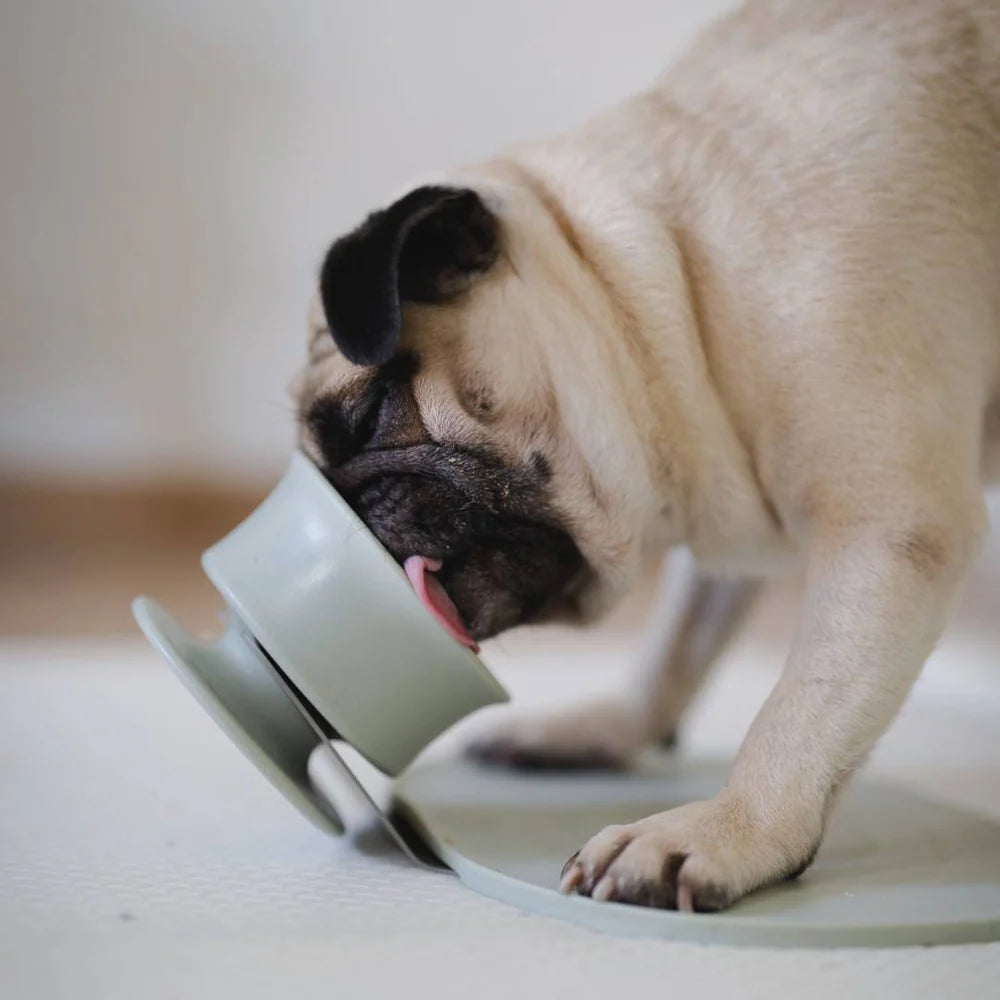 A pug eating from Lunoji Trove slow feeder in sage green, designed to encourage slower eating and mindful mealtime