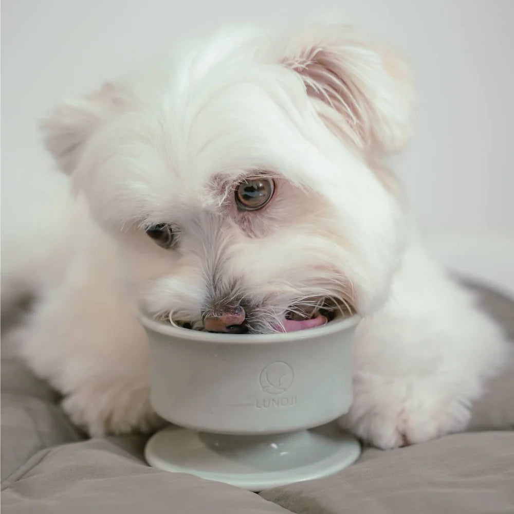 Dog eating from Lunoji Trove slow feeder in sage green, designed to encourage slower eating and mindful mealtime