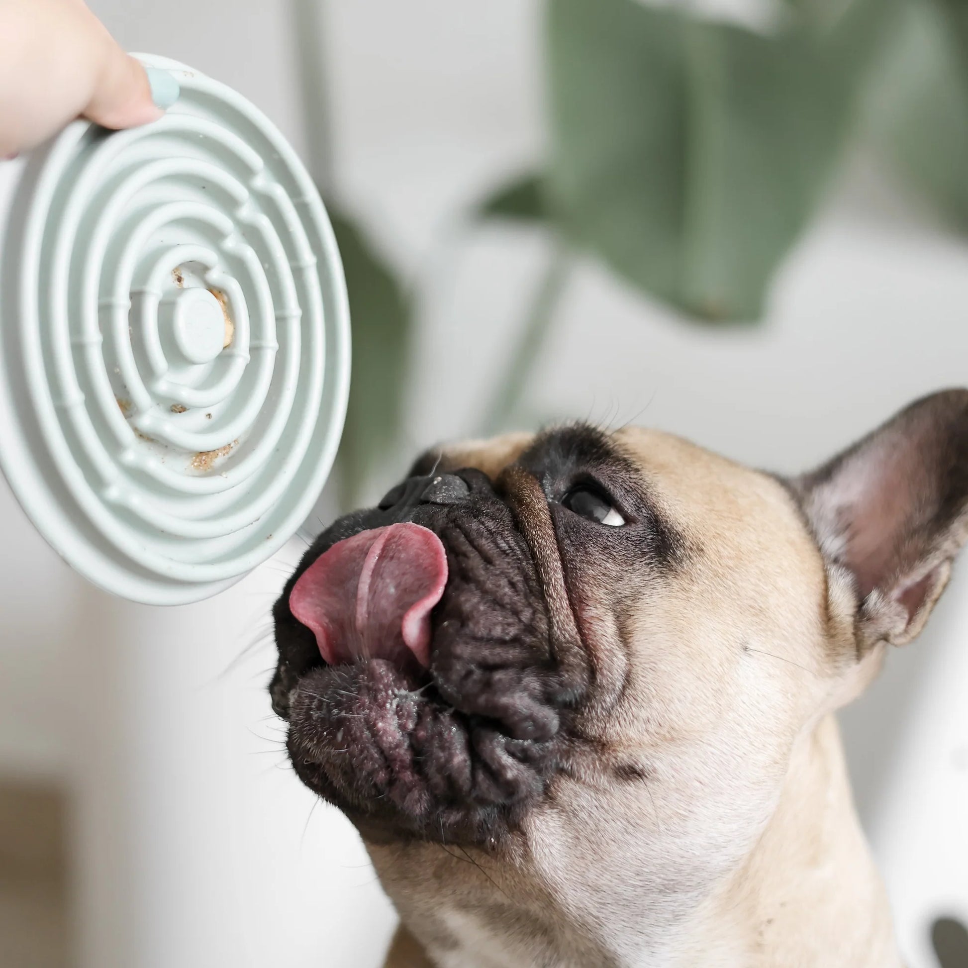 Dog licking treats from Lunoji Twirl lick mat, spiral grooves promote slower eating and sensory engagement