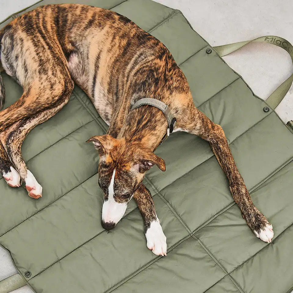 Dog resting on MiaCara Strada green travel bed, comfortable portable cushion for trips and outdoor use.