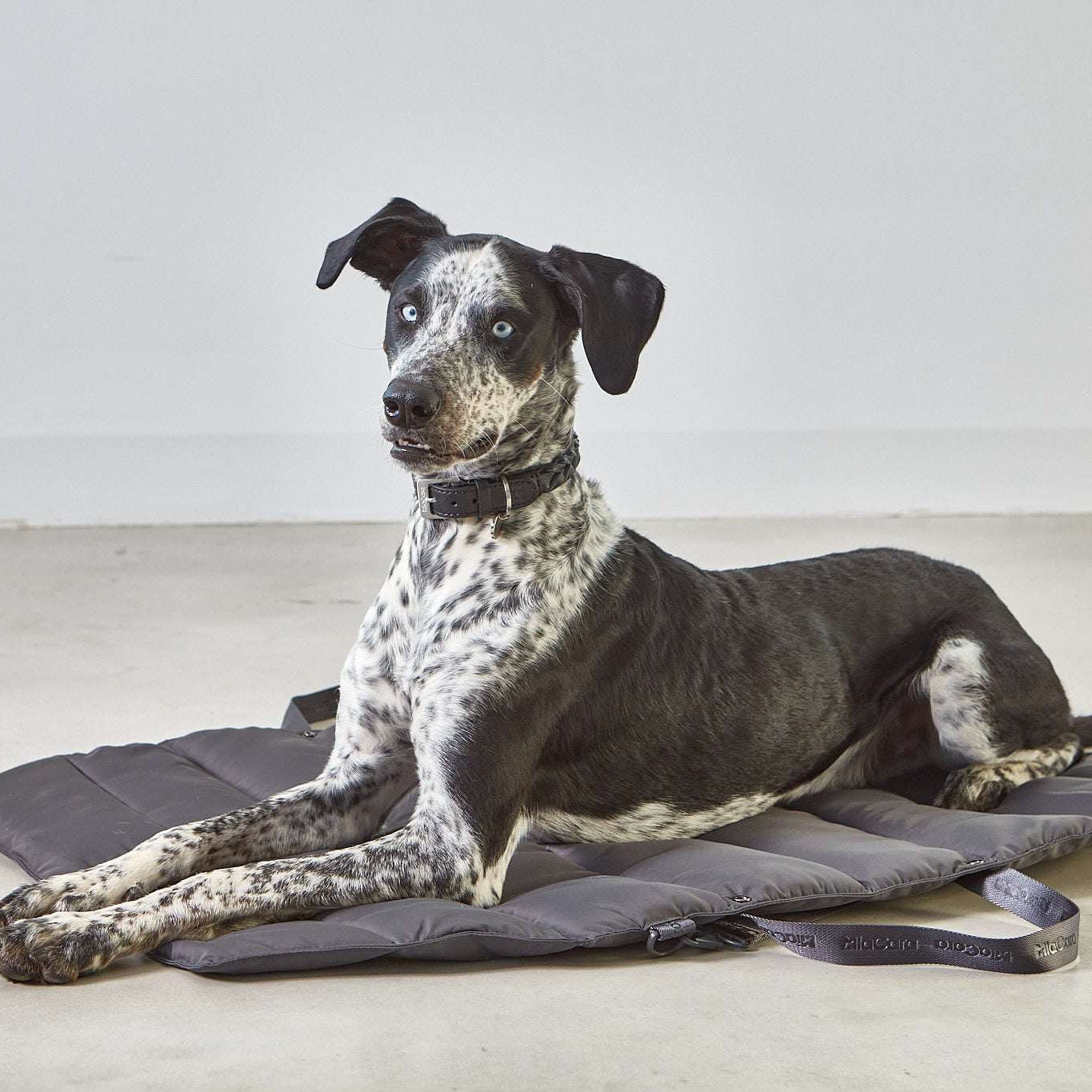Dog resting on MiaCara Strada dark grey travel bed, comfortable portable cushion for trips and outdoor use.