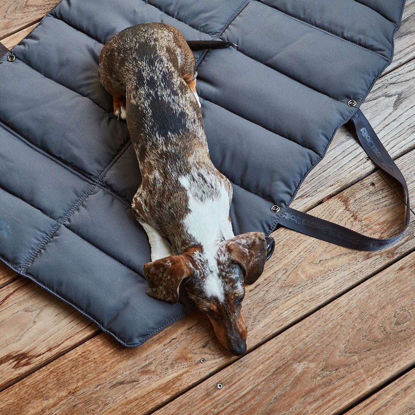 Dog resting on MiaCara Strada dark grey travel bed, comfortable portable cushion for trips and outdoor use