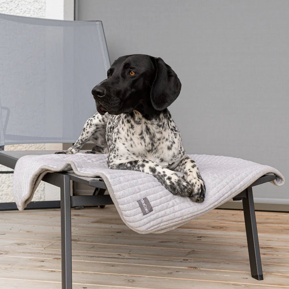 Modern living room with dog resting on sofa covered with MiaCara Onda grey ribbed blanket, luxury pet bedding that complements contemporary interiors