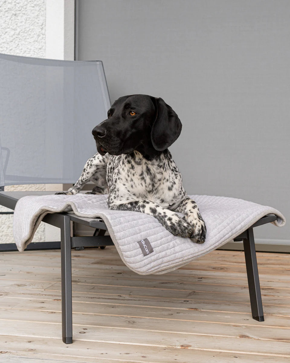 Modern living room with dog resting on sofa covered with MiaCara Onda grey ribbed blanket, luxury pet bedding that complements contemporary interiors