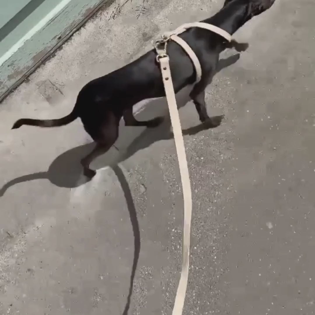 Load video: Harness Walk Set - Taupe