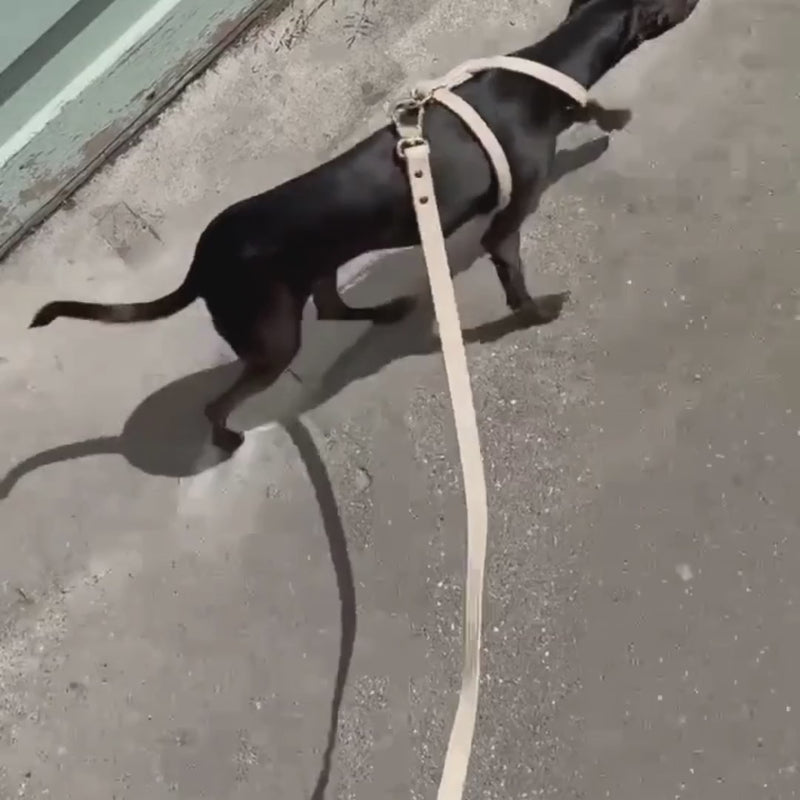 Dog walking with beige vegan leather leash and gold clasp, stylish everyday accessory from Lumi Pets Walk collection.