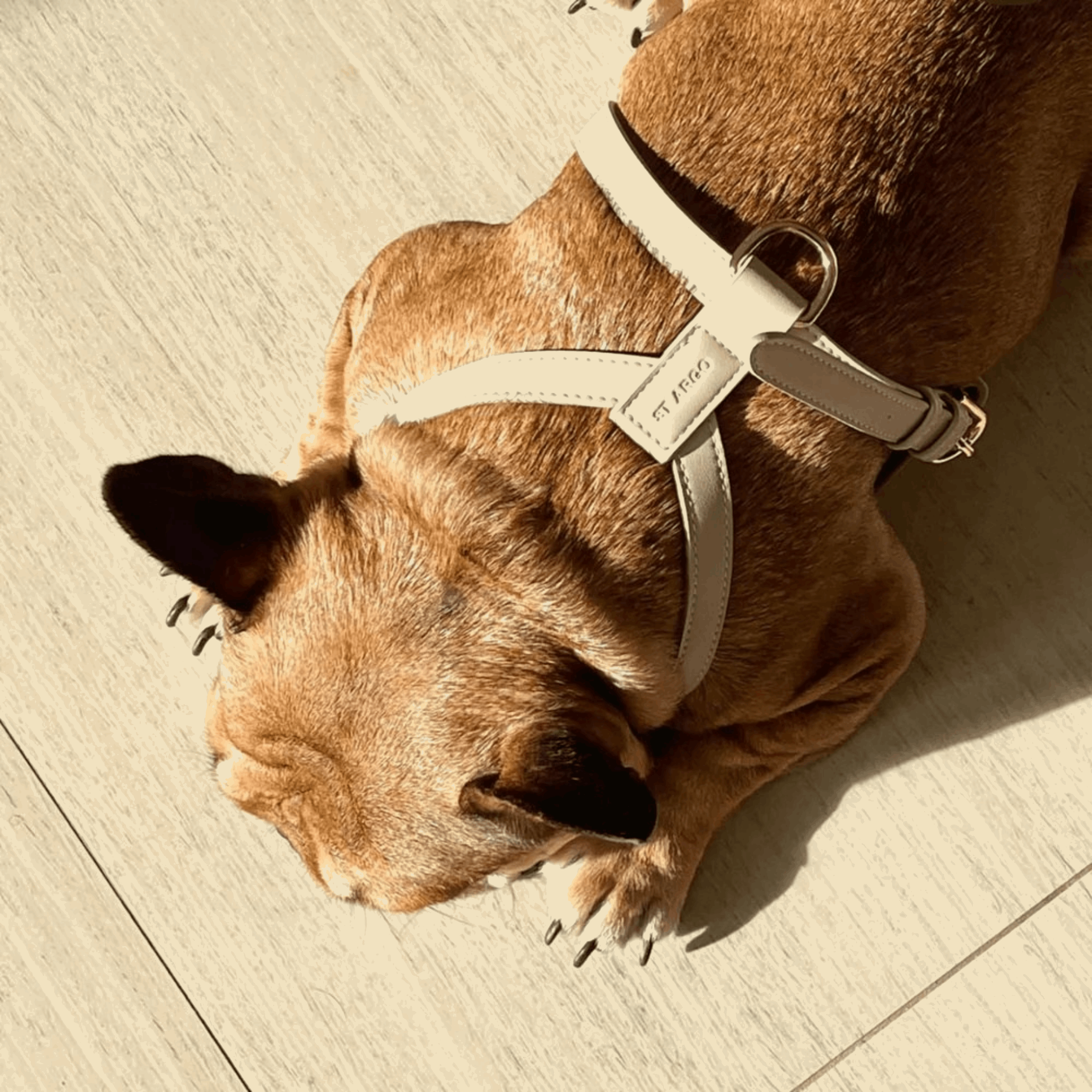Dog wearing beige vegan leather harness with gold hardware, comfortable and stylish accessory from Lumi Pets Walk collection