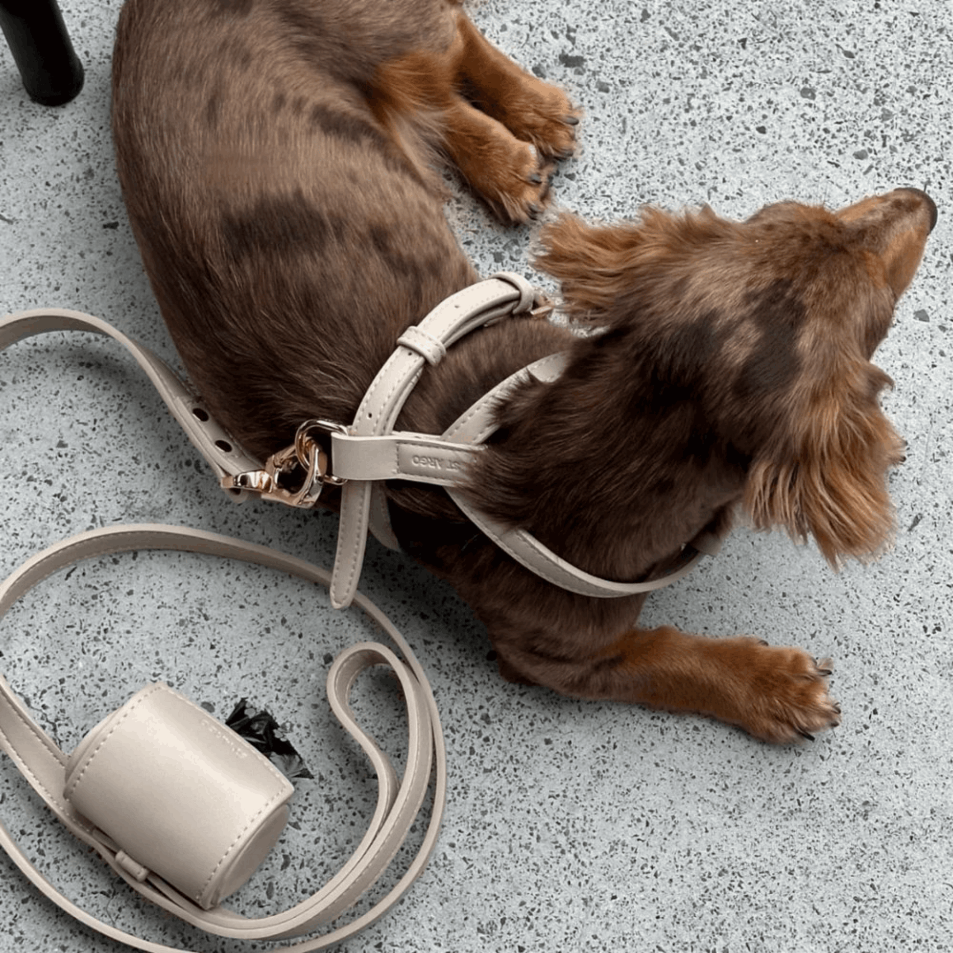 Dog wearing beige vegan leather harness with leash and poop bag holder set