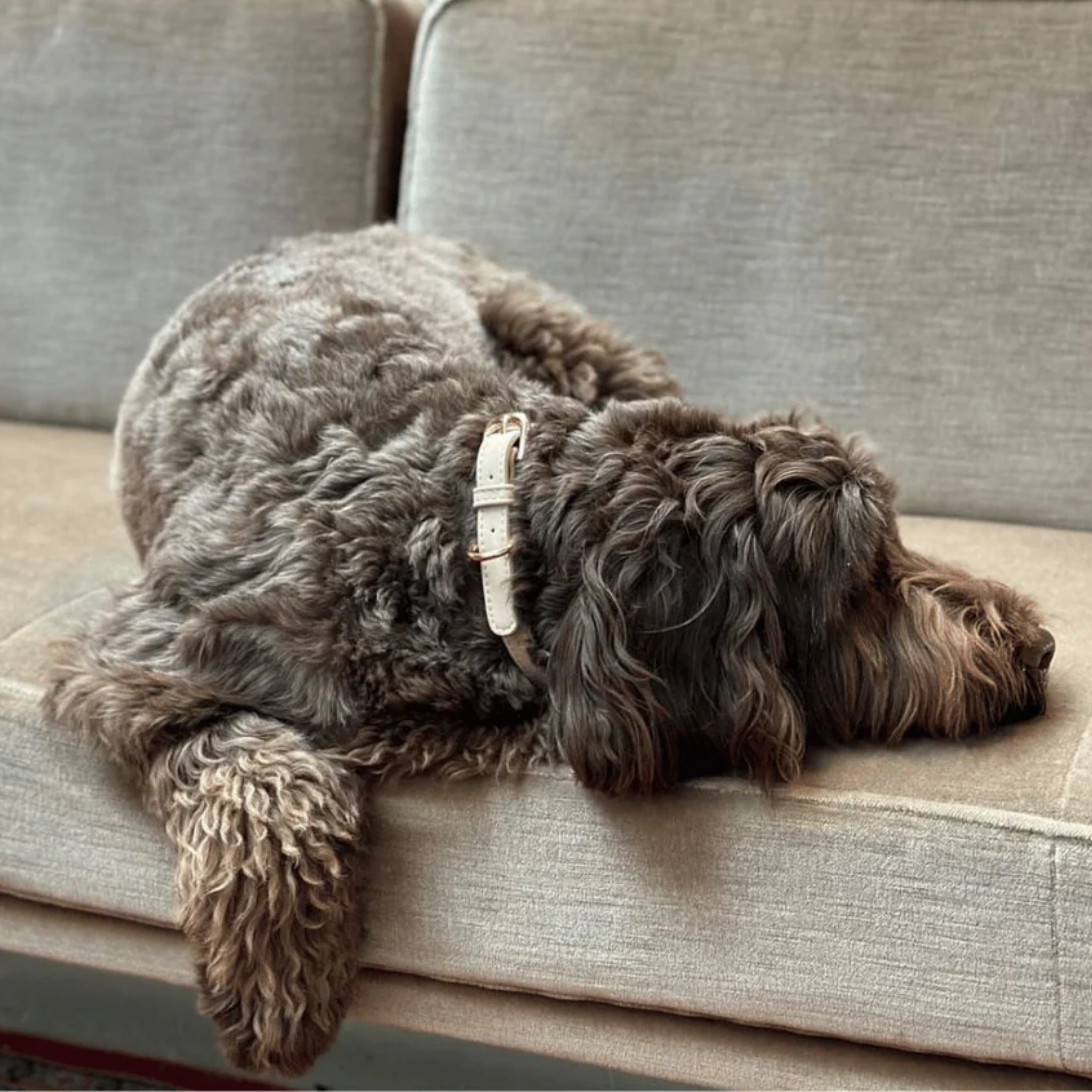 Dog wearing beige vegan leather collar with gold hardware, stylish everyday accessory from Lumi Pets Walk collection