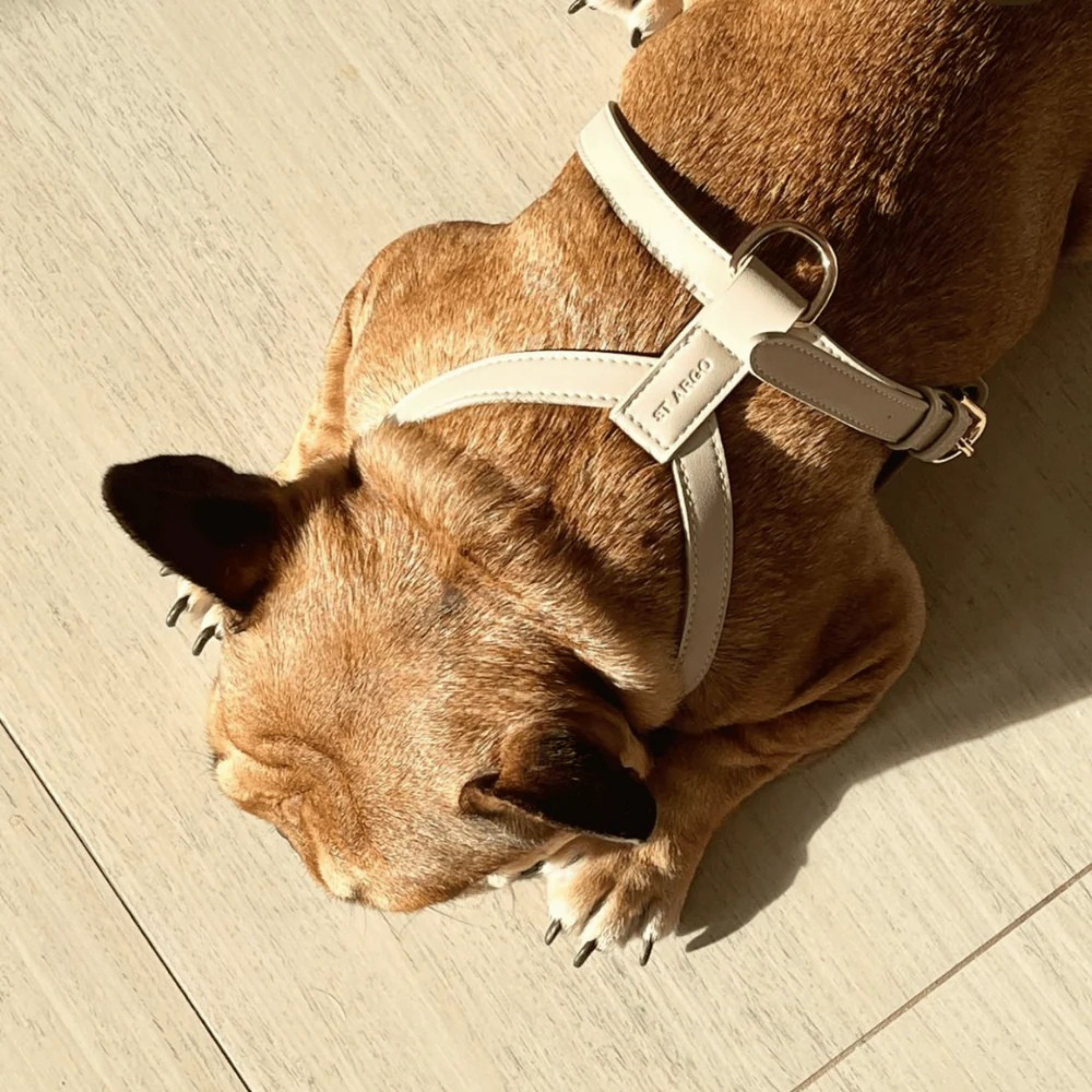 Dog wearing beige vegan leather harness with gold hardware, comfortable and stylish accessory from Lumi Pets Walk collection