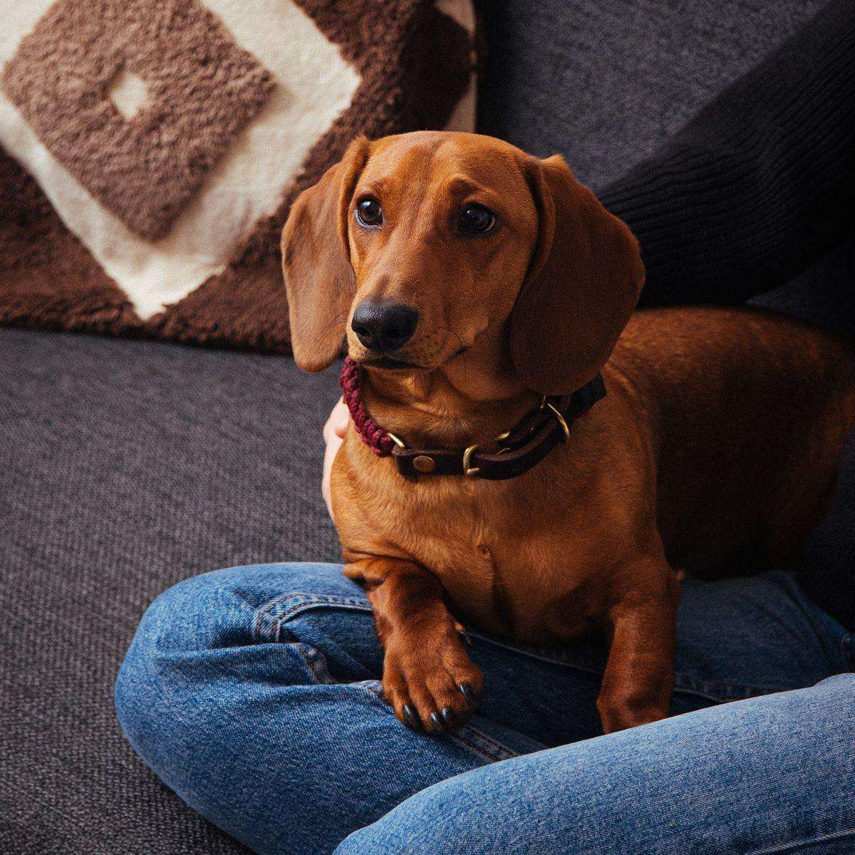 Dog wearing Molly & Stitch Touch of Leather collar with red rope and brown leather, minimalist handcrafted accessory