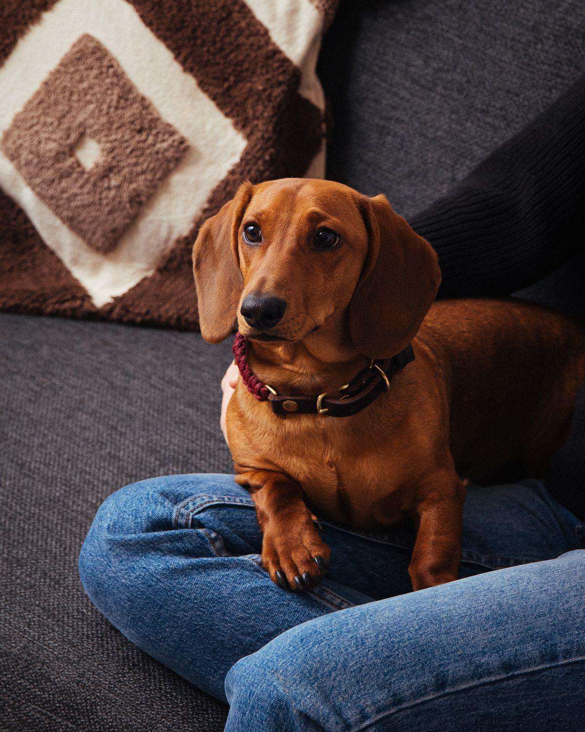 Dog wearing Molly & Stitch Touch of Leather collar with red rope and brown leather, minimalist handcrafted accessory